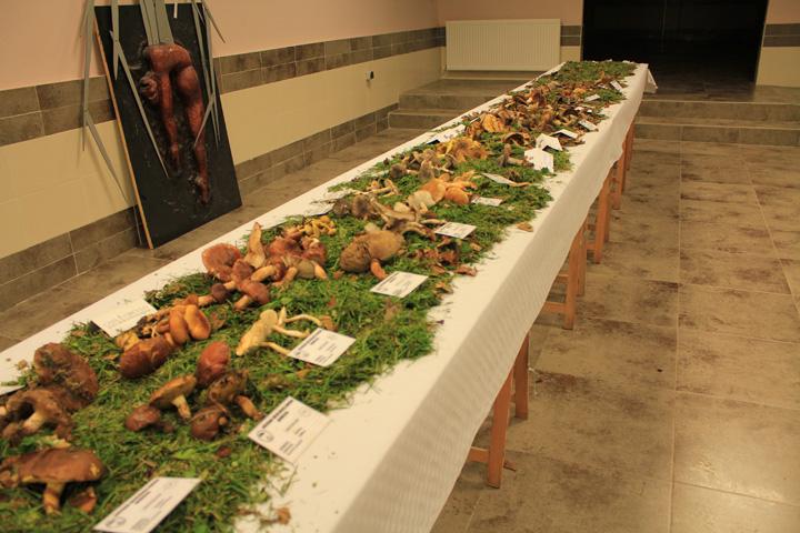 X JORNADAS MICOLOGICAS EN BUSTO DE BUREBA
