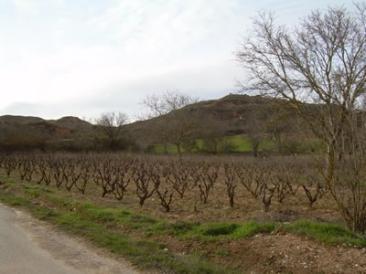 Chacolí en tierras burgalesas